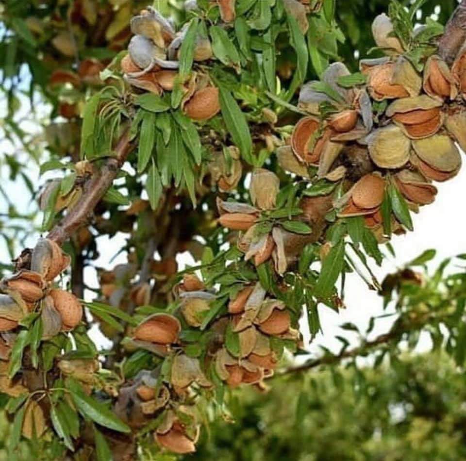 NONPAREİL BADEM FİDANI